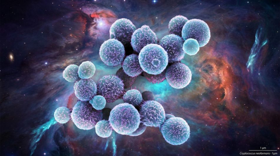 Cryptococcus neoformans: Der Pilz, der im Weltraum überlebt